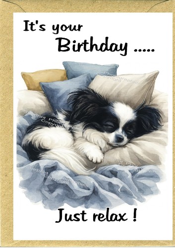 Papillon butterfly dog x - papillon,