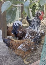 6x Quality Swedish Flower , Large Fowl,   ,,NOT LIVE ANIMAL’’ ??✅