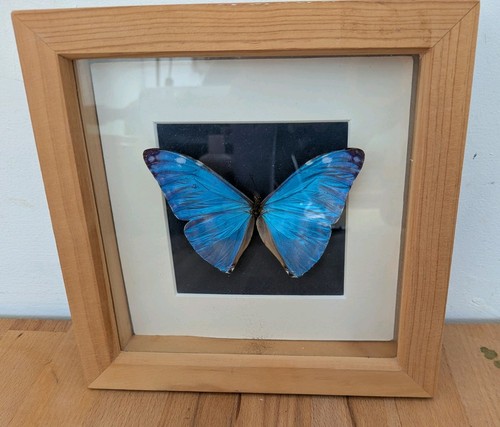 Giant blue morpho - blue,