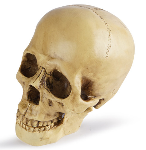 Lifesize realistic human skull - realistic,