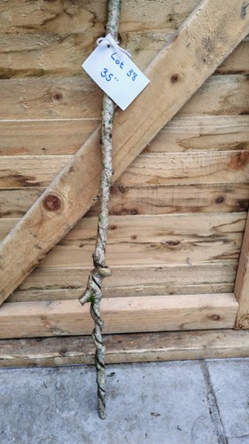 Twisted twisty wood hazel - twisted,
