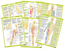 Nervous system posters - |, human