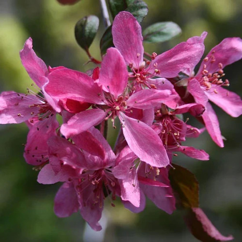 Malus royal beauty weeping - malus,
