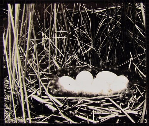 Glass magic lantern slide - glass,