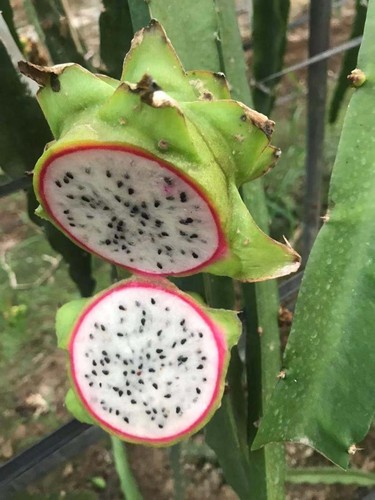200 green pitaya - 200, dragon