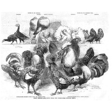 Prize Pigeons and Fowls