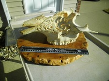 Natural Bone Carved "REAL" Cow