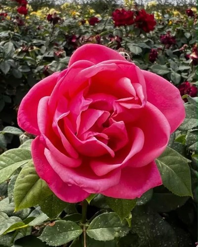 Sweet parfum provence - 'sweet, provence'