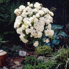 Pair of Patio Standard White Roses in 4 Litre Pots, Ready to Plant, 40cm Stems