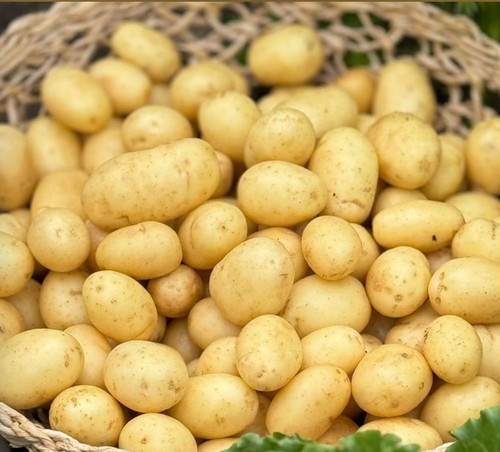 Seed potato pent - seed,