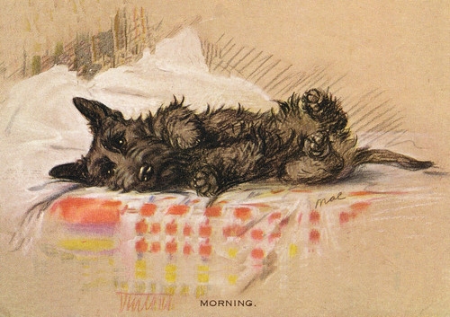 Scottish terrier dog - scottish,