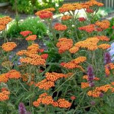 Achillea Walther Funcke Plant in 9cm Pot - Orange Red Yarrow Perennial Shrub
