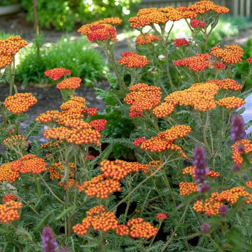 Achillea walther funcke - walther,