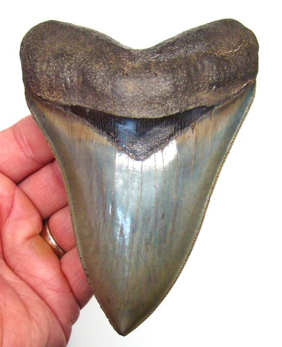 Megalodon shark tooth - megalodon,