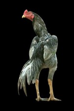 Brasilian Aseel Asil Fresh