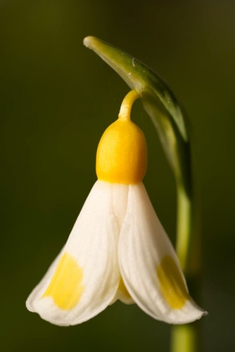 Galanthus golden fleece - golden,