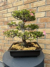 Outdoor Japanese Azalea Bonsai