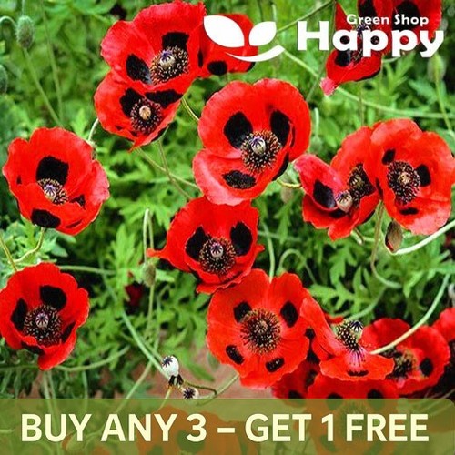 Poppy ladybird papaver - poppy,