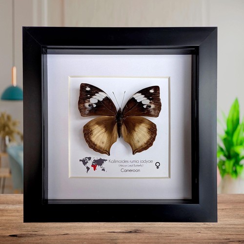 Framed african leaf butterfly - framed,