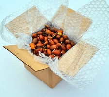 750 grams GERMINATED Acorns, ( aprox 250 Seeds) ALL from Mature English Oak Tree