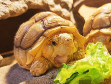 Animal Heavenly Body Tortoise