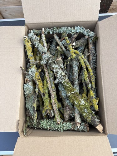 Full box lichen covered - full, of