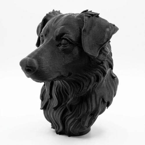 Australian shepherd bust - australian,