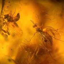 Detailed Fly in Burmese /