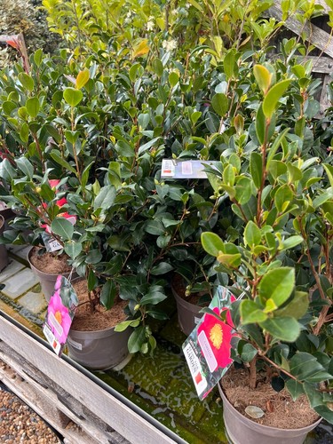 Camellia sasanqua mixed - camellia,