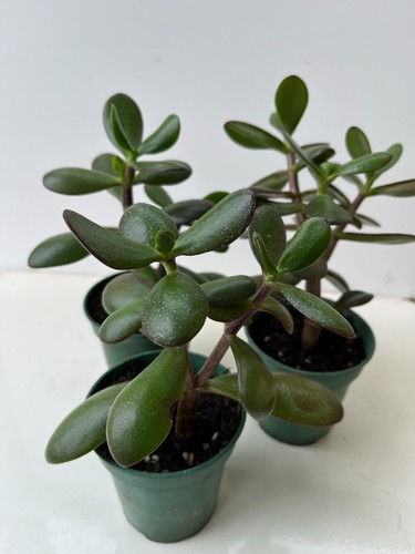 Crassula ovata jade money - ovata,