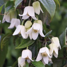 Clematis Climbing Plant Winter Beauty Flower Plant Hardy Perennial 7cm Pots