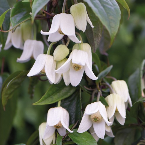 Clematis climbing plant winter - climbing,
