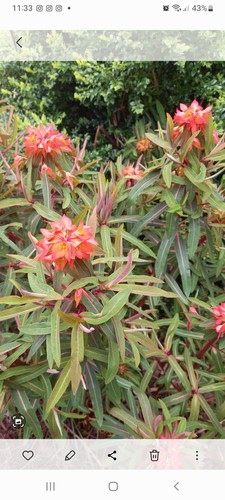 Euphorbia fireglow - 2, x