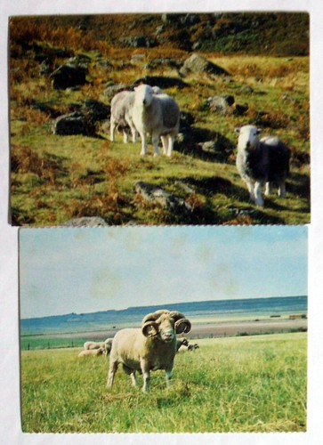 Postcards sheep dorset - -,