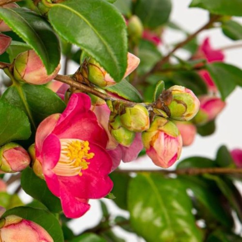 Camellia winter perfume pink - winter,
