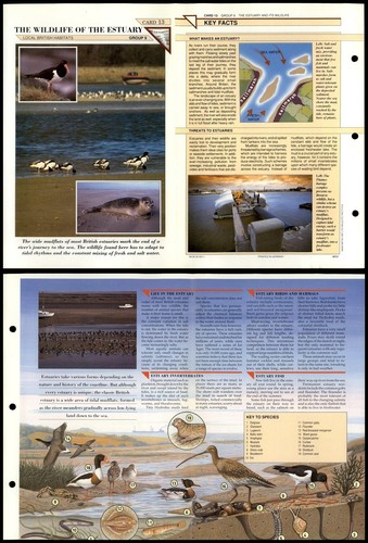 Wildlife the estuary - of, #13