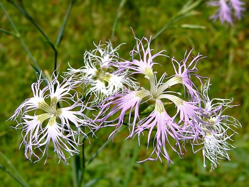Dianthus superbus fringed - 3,