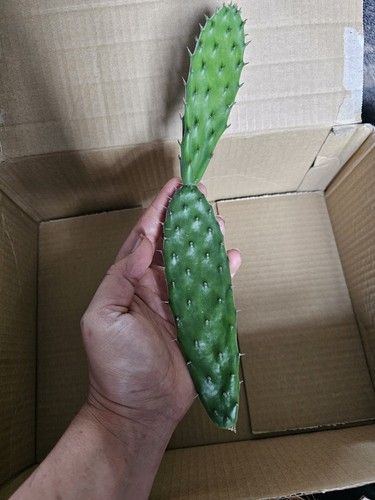 Healthy unrooted pad from - , my