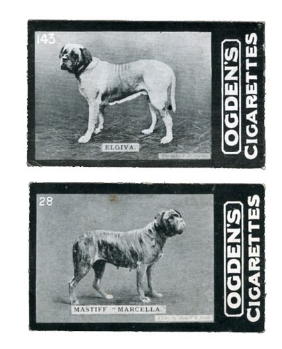 Mastiff old english named - english, dogs