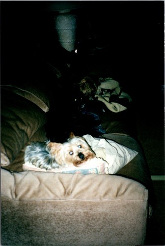 Silky terrier laying pillow - terrier,