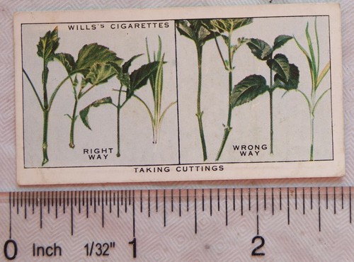 1938 wills garden hints 45 - no.,