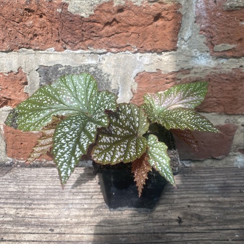 Begonia corallina lucerna - corallina,