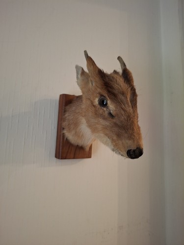 Vintage style muntjac deer - vintage-style,