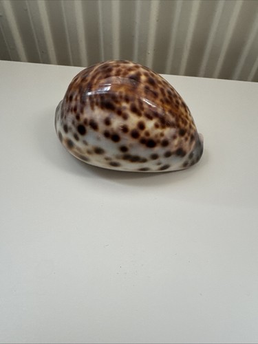 Tiger cowrie shell polished - shell,