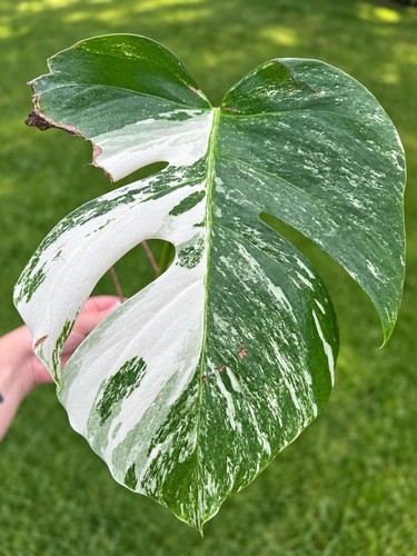 Monstera deliciosa albo - monstera,
