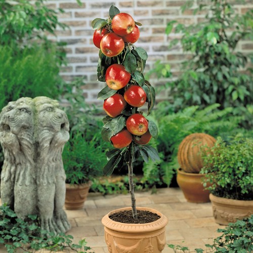Fruit patio tree collection - tree,