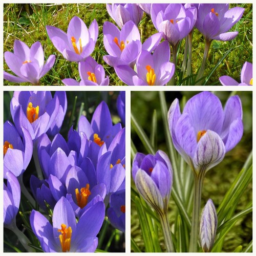 Species crocus etruscus - crocus,