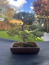 Outdoor Japanese Azalea Bonsai