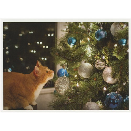 Cat staring shiny blue and - at,