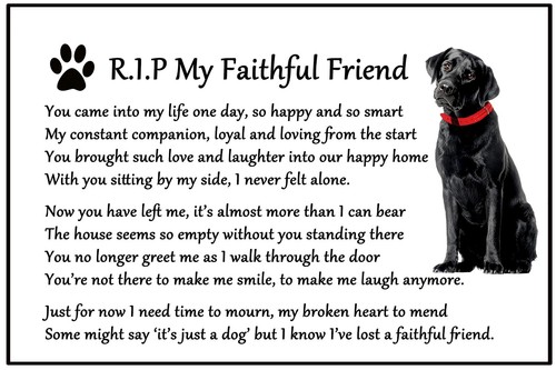 Labrador black lab - black,